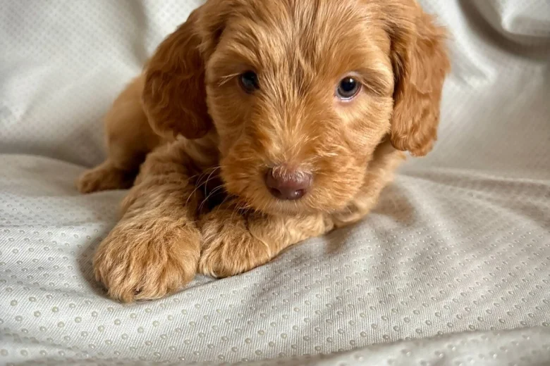 Labradoodle