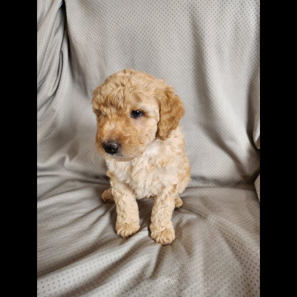 Labradoodle