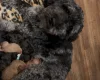 Labradoodle