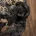 Labradoodle