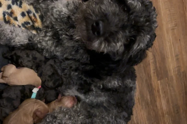 Labradoodle