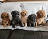 Labradoodle