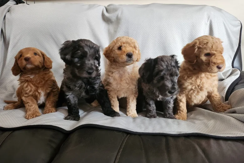 Labradoodle