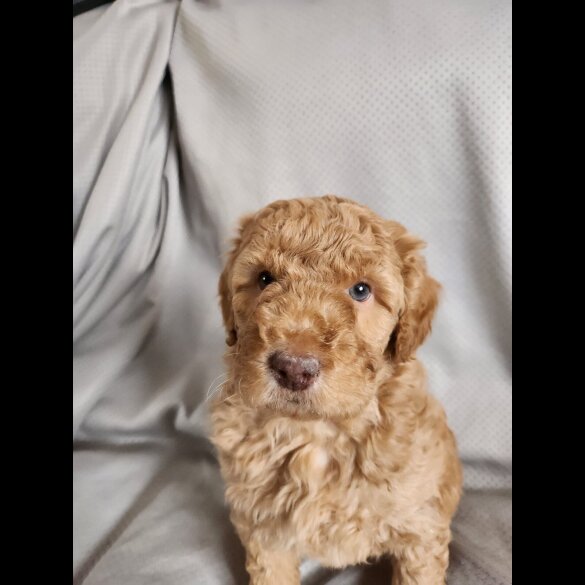 Labradoodle