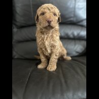 Labradoodle