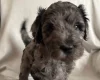 Labradoodle