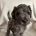 Labradoodle