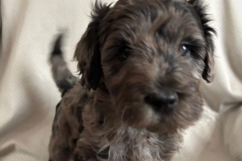 Labradoodle