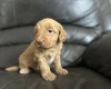Labradoodle