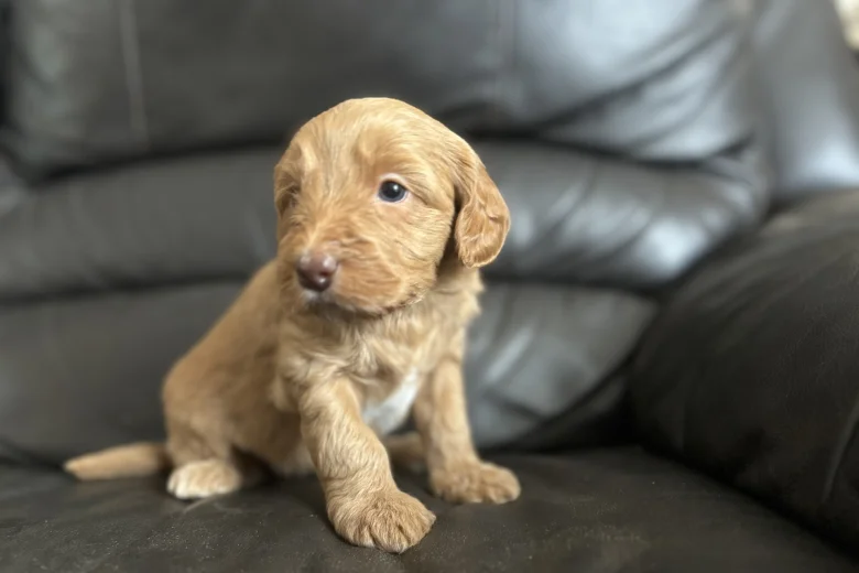 Labradoodle