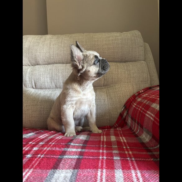 French Bulldog