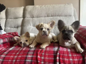French Bulldog