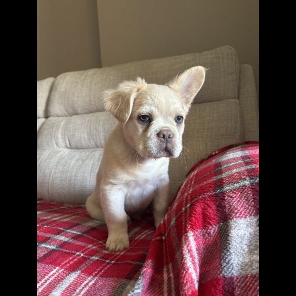 French Bulldog