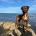 Rhodesian Ridgeback