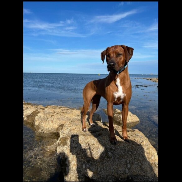 Rhodesian Ridgeback