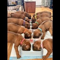 Rhodesian Ridgeback