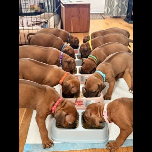 Rhodesian Ridgeback