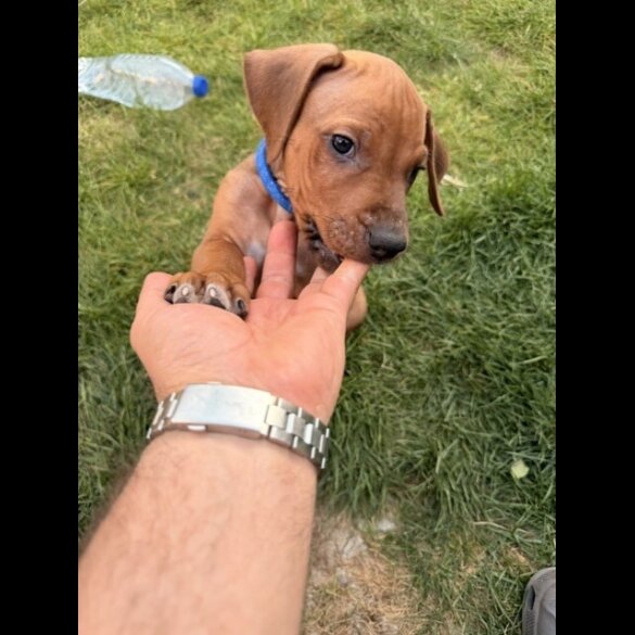 Rhodesian Ridgeback