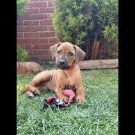 Rhodesian Ridgeback