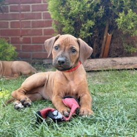 Rhodesian Ridgeback