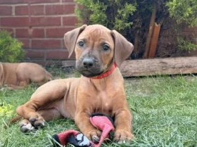 Rhodesian Ridgeback