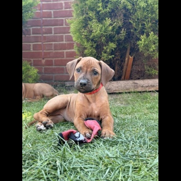 Rhodesian Ridgeback
