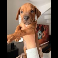 Rhodesian Ridgeback