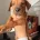 Rhodesian Ridgeback