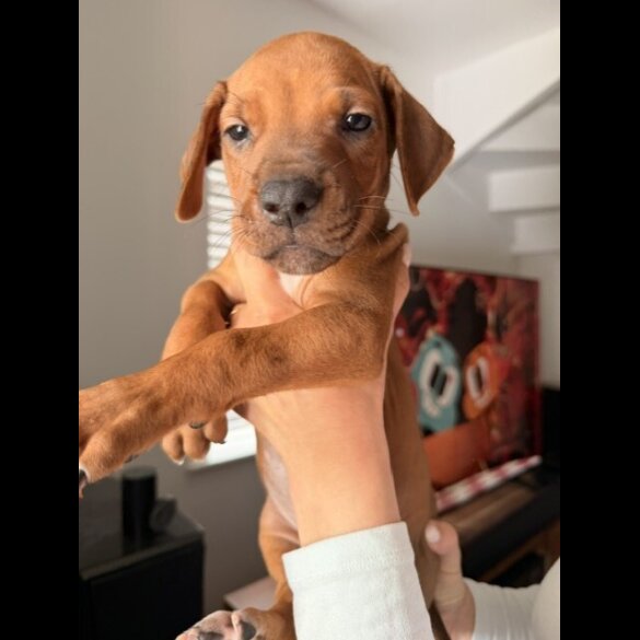 Rhodesian Ridgeback
