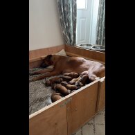 Rhodesian Ridgeback