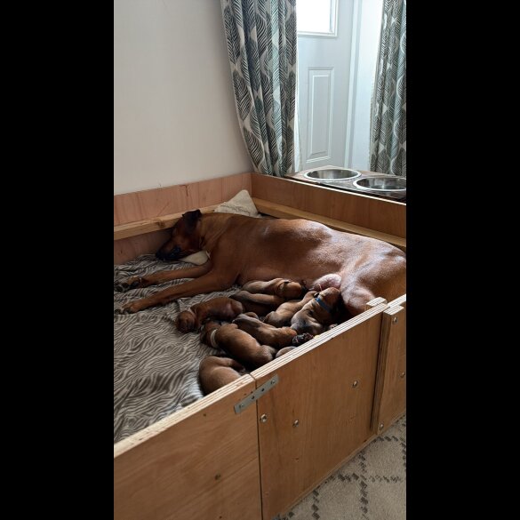 Rhodesian Ridgeback