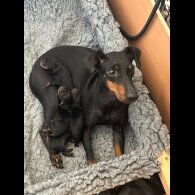 Manchester Terrier