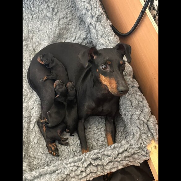 Manchester Terrier