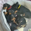 Manchester Terrier