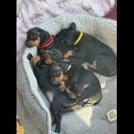Manchester Terrier