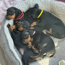 Manchester Terrier