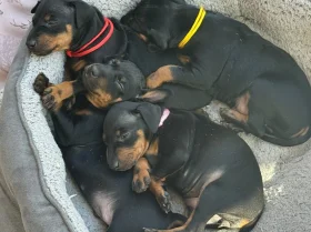 Manchester Terrier
