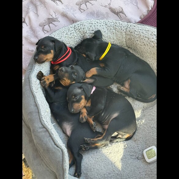 Manchester Terrier