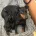 Manchester Terrier