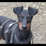 Manchester Terrier