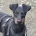 Manchester Terrier
