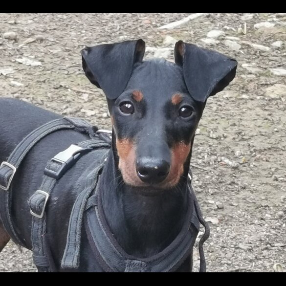 Manchester Terrier