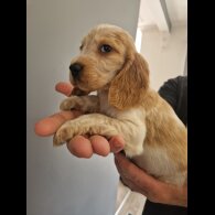 Cocker Spaniel (Show)