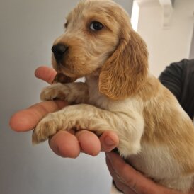 Cocker Spaniel (Show)