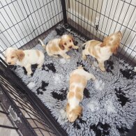 Cocker Spaniel (Show)