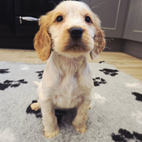 Cocker Spaniel (Show)