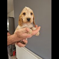 Cocker Spaniel (Show)