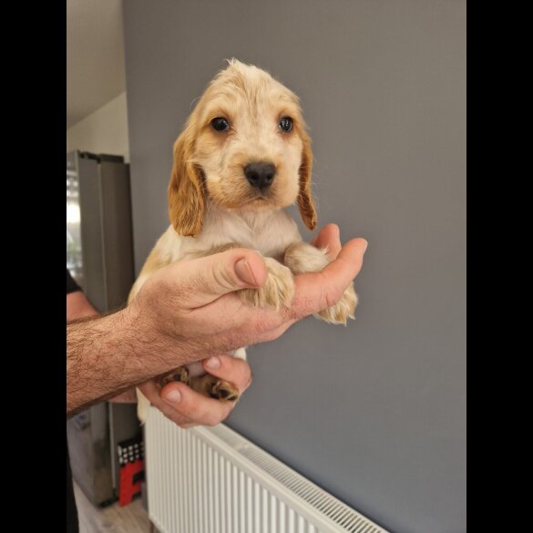 Cocker Spaniel (Show)
