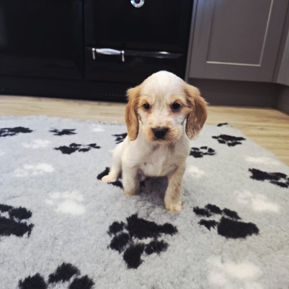 Cocker Spaniel (Show)