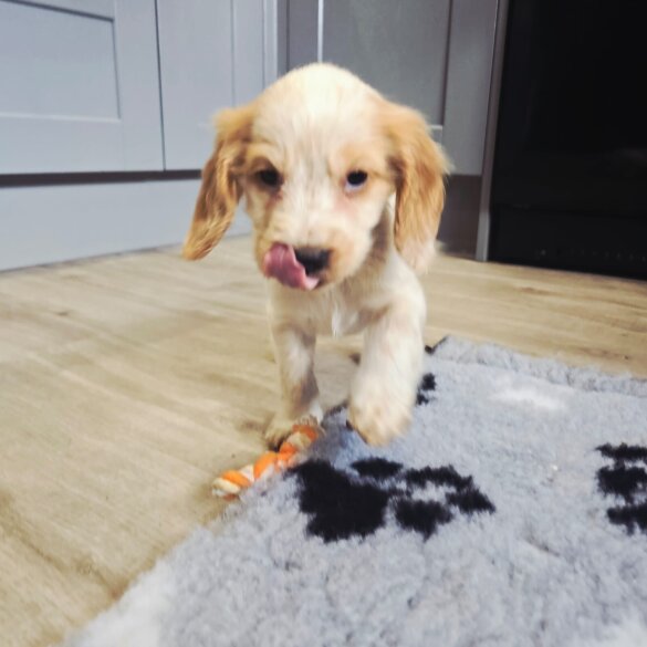 Cocker Spaniel (Show)